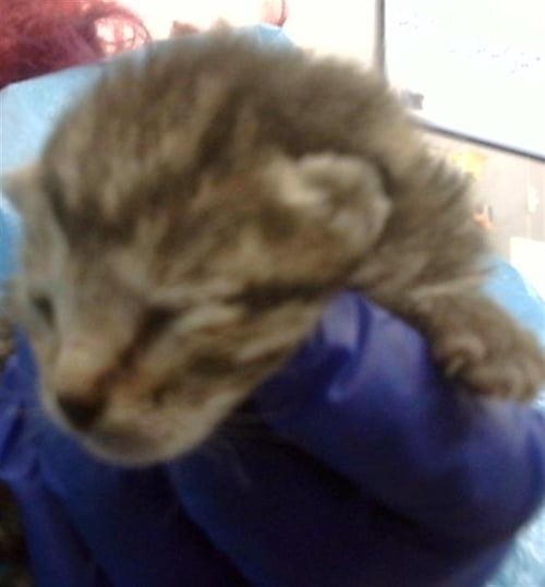 REESE - Domestic Medium Hair for adoption in Dallas