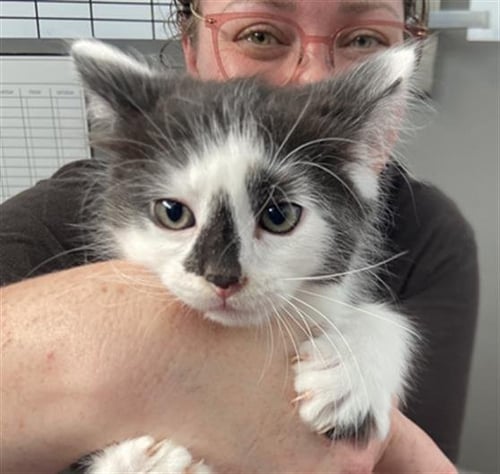 APOLLO - Domestic Medium Hair available for adoption