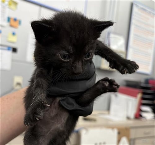 FRITO - Domestic Short Hair available for adoption