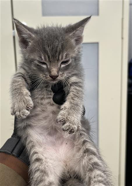 ASH - Domestic Short Hair available for adoption
