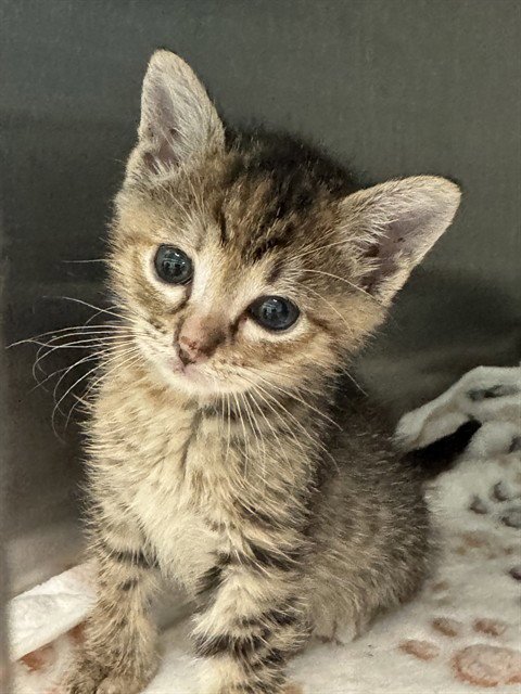 PAWS - American Shorthair available for adoption