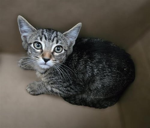 ALADDIN - Domestic Short Hair available for adoption