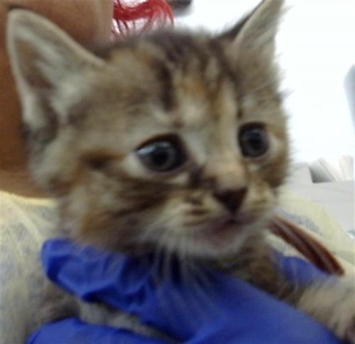 OYSTER - Domestic Long Hair available for adoption