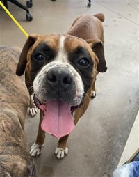 BRUCE - Photo 1