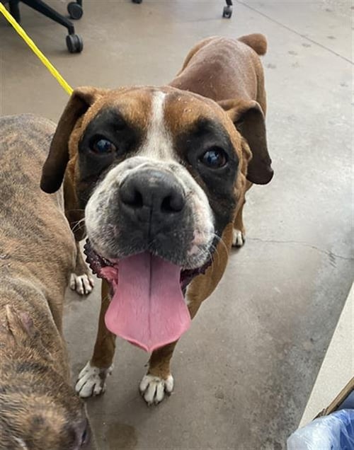 BRUCE - Boxer available for adoption