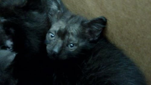 PUMPKIN - Domestic Short Hair available for adoption