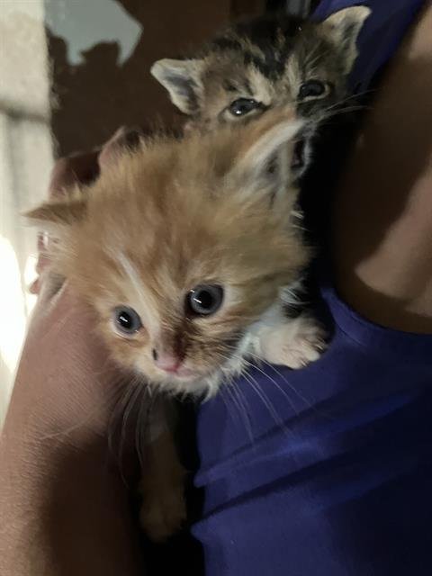 BUTTER - Domestic Short Hair available for adoption