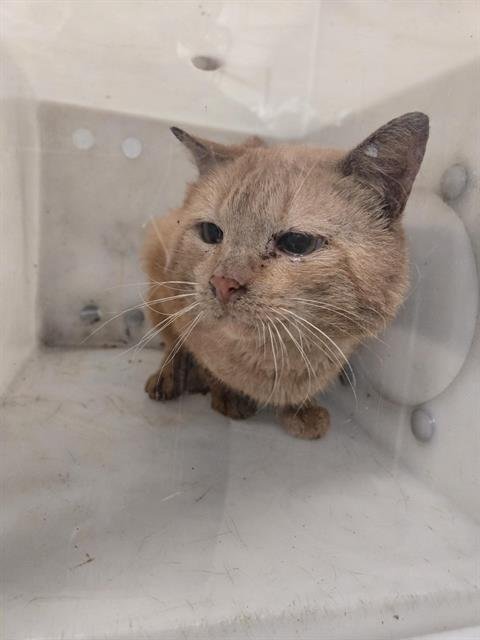 LION - Domestic Short Hair available for adoption