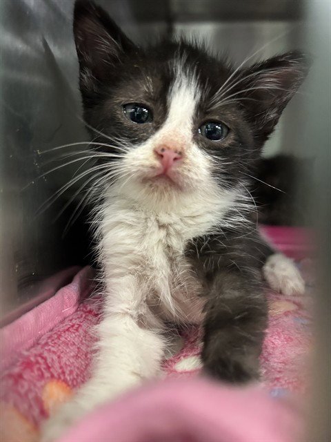 BLUE - Domestic Short Hair available for adoption