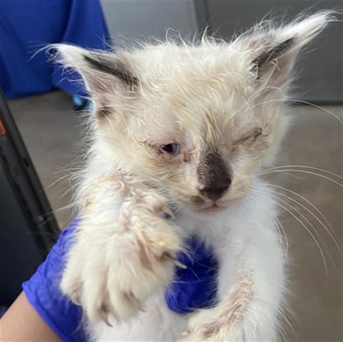 THIAGO - Domestic Short Hair available for adoption