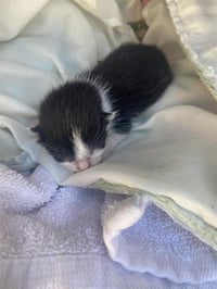 TINY - Photo 1