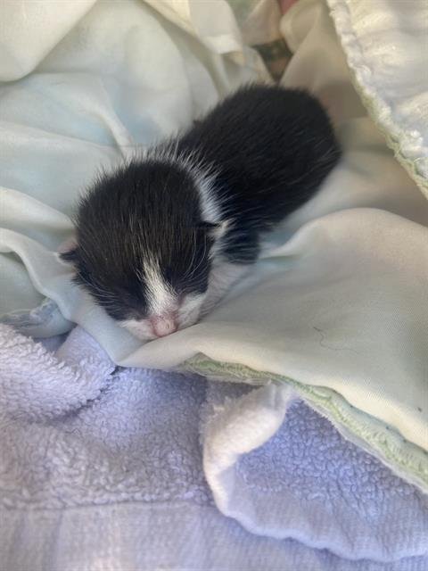 TINY - Domestic Short Hair for adoption in Dallas