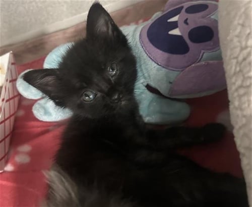 SKIPPER - Domestic Short Hair available for adoption