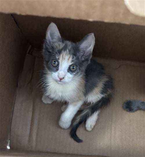 LUNA - Domestic Short Hair available for adoption