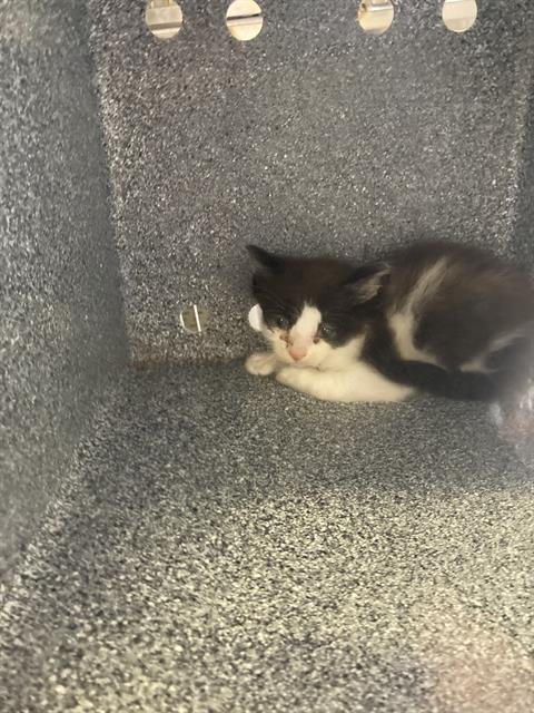 CHARLIE - Domestic Short Hair available for adoption