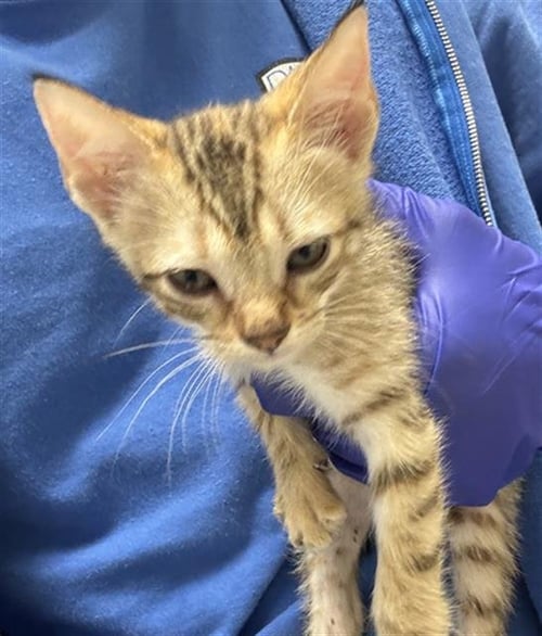 COCO - Domestic Short Hair available for adoption