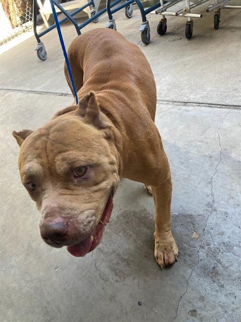 PACO - Pit Bull Terrier available for adoption