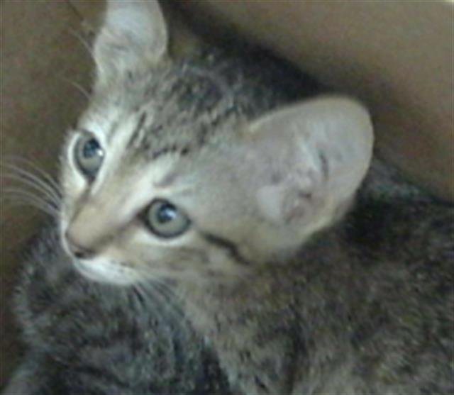 AANG Image