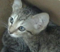 AANG - Photo 1