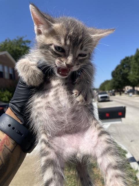 NALA - Domestic Short Hair available for adoption