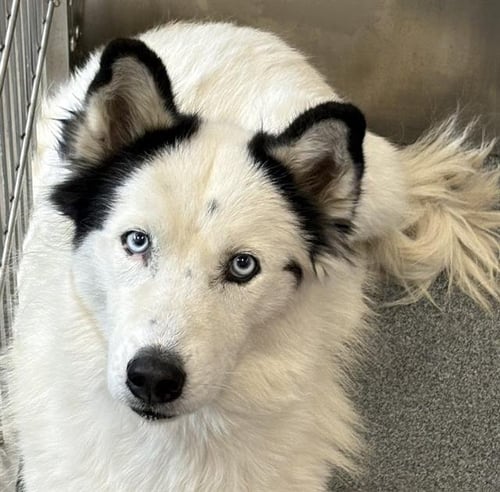 SANTA - Siberian Husky available for adoption