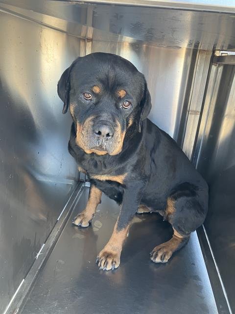 STACY - Rottweiler available for adoption