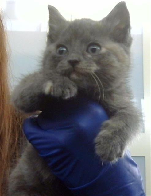 KALI - Domestic Long Hair available for adoption