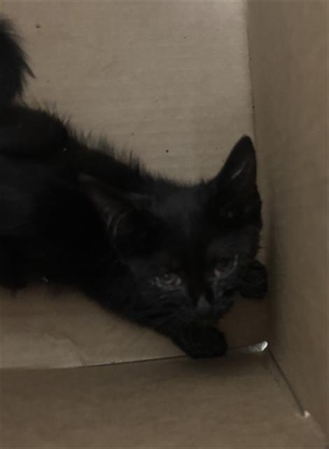 MINNIE - Domestic Short Hair available for adoption