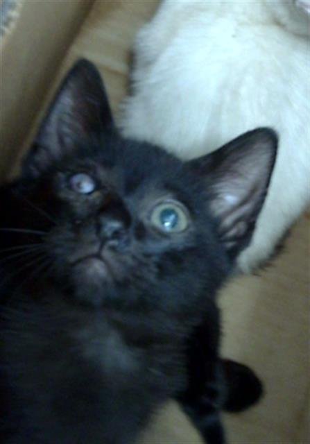DRACO - Domestic Short Hair available for adoption