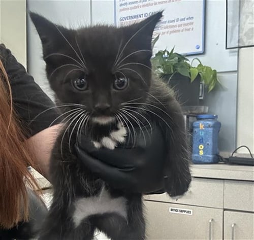 NUBBS - Domestic Short Hair available for adoption