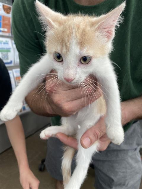 IGNACIO - Domestic Short Hair available for adoption