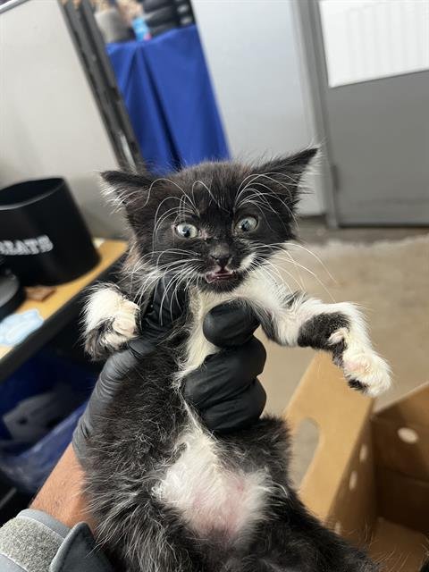 FAITH - Domestic Short Hair available for adoption