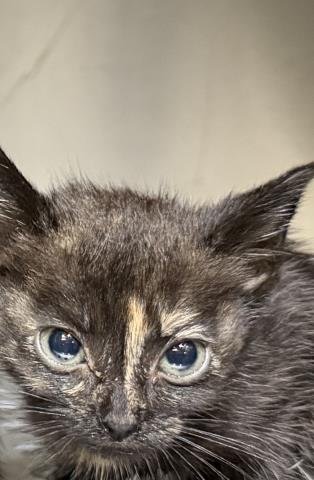 KIKI Image