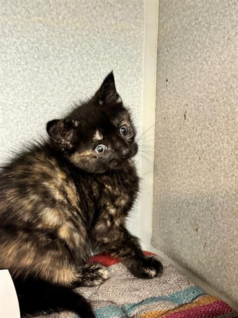 IRIS - Domestic Short Hair for adoption in Irving