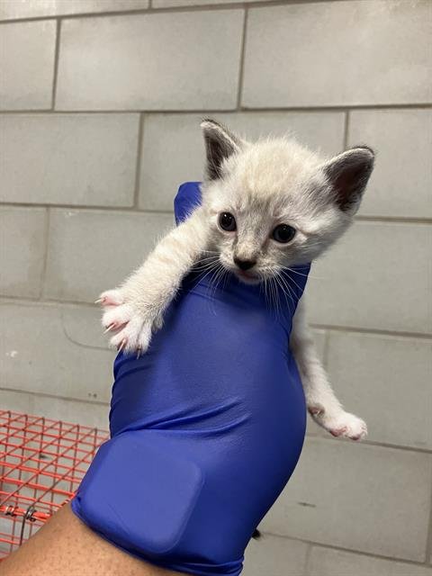 NUTMEG - Domestic Short Hair available for adoption