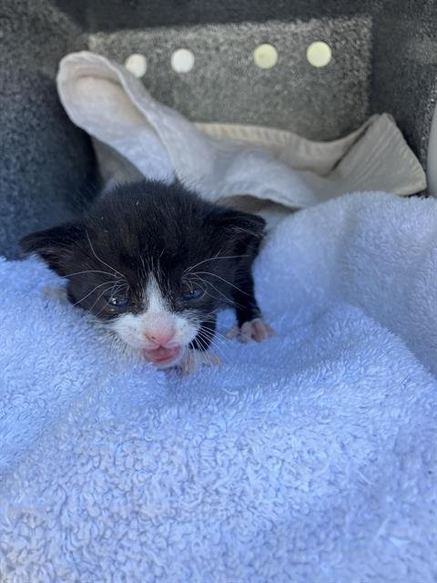 FELICITY - Domestic Short Hair available for adoption
