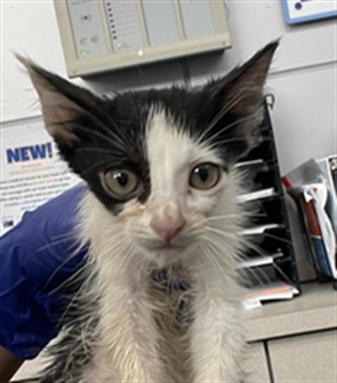 TRUFFLE - Domestic Short Hair available for adoption