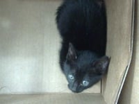 FLAN - Photo 1