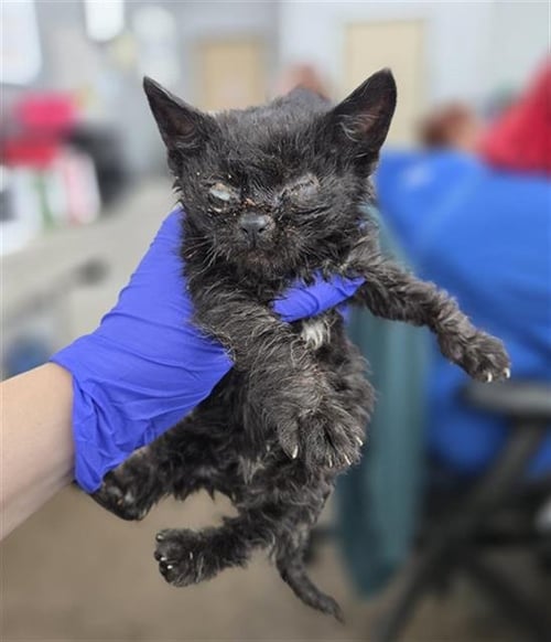 TEMAKI - Domestic Short Hair available for adoption
