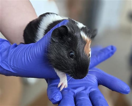 RIVER - Guinea Pig available for adoption