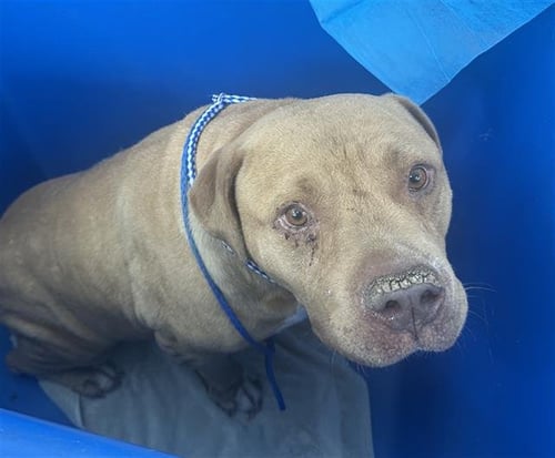 CANE - American Pit Bull Terrier available for adoption