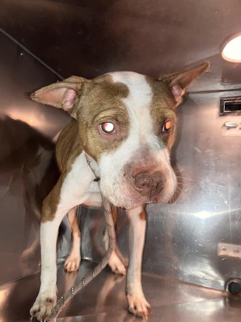 PICKLE - Pit Bull Terrier available for adoption