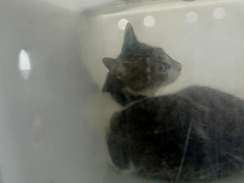 VALOR - Domestic Medium Hair available for adoption