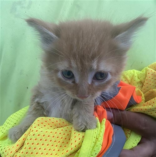 OLIVER - Domestic Short Hair available for adoption