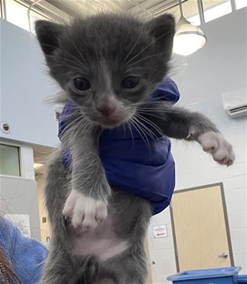 WIZ - Domestic Short Hair available for adoption