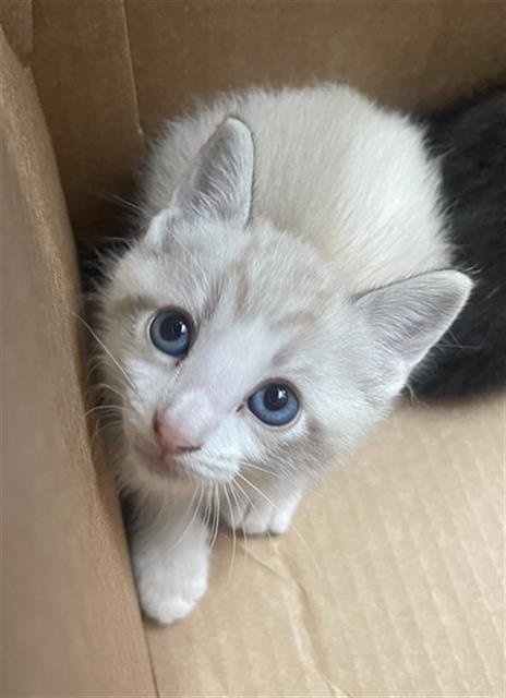 PUDDLES - Domestic Short Hair available for adoption