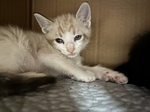 PUDDLES - Domestic Short Hair available for adoption