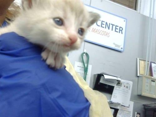 NOBARA - Domestic Medium Hair available for adoption