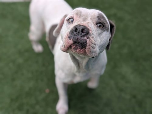 MAYA - Pit Bull Terrier available for adoption