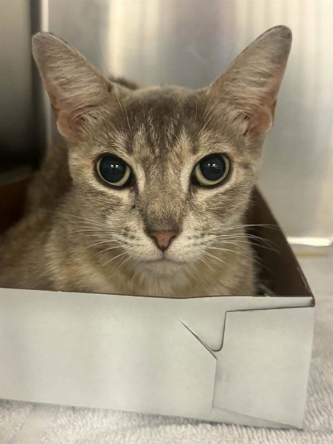 BRANDY - Domestic Short Hair available for adoption